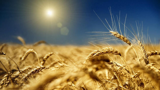 В Кировоградской области собрано почти 120 тыс. тонн зерна