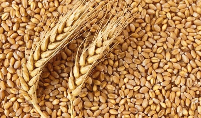 Україна збере рекордний урожай пшениці та кукурудзи