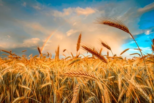 Марокко достроково вводить мита на імпорт пшениці