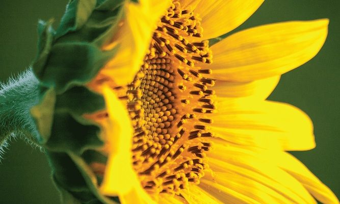 Господарства KSG Agro розпочали посів соняшнику та кукурудзи
