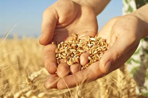 Бразилія планує і далі нарощувати виробництво пшениці і знижувати її імпорт