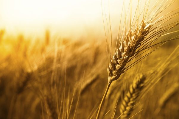 USDA прогнозує рекордне виробництво і рекордне споживання пшениці в світі в сезоні 2021/22