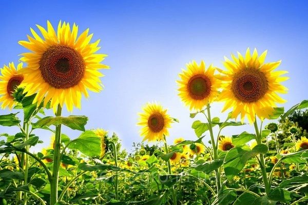 Експерти USDA прогнозують зростання врожаю соняшнику в Україні на 18%