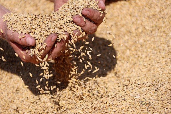 Україна експортувала понад 40 млн т зерна з початку сезону