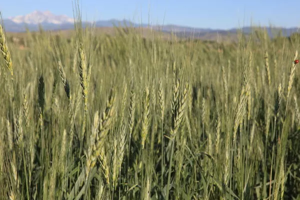 Аналітика цін на зернові та олійні станом на 18 травня