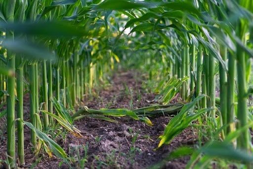 В Україні підходить до завершення сівба кукурудзи і соняшнику