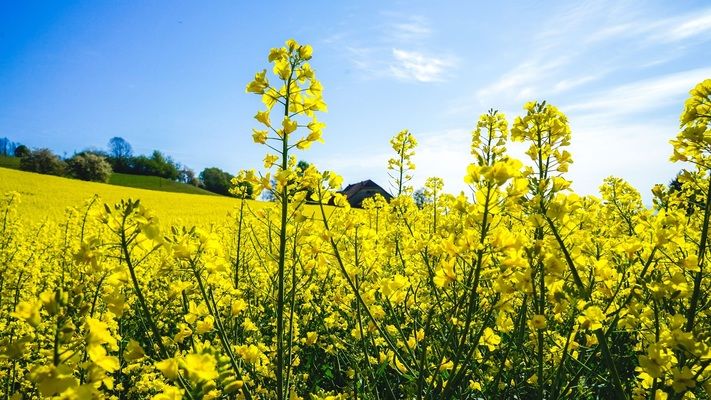 Аналітики зберігають прогноз врожаю ріпаку в ЄС на колишньому рівні