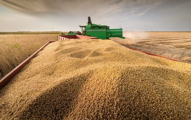 Виробництво румунської сої збільшується