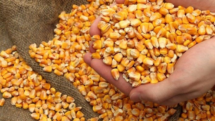 Україна вже експортувала майже 90% узгодженого обсягу кукурудзи