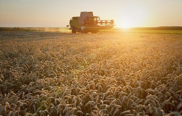 Аналітика цін на зернові та олійні станом на 9 червня