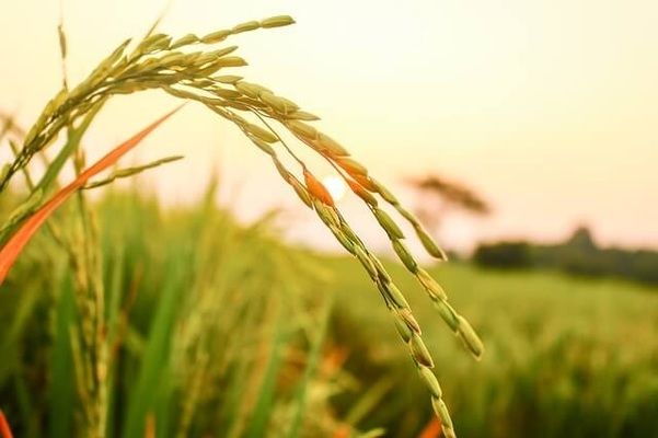 Франція розширила площі сівби озимої пшениці і ячменю під урожай 2021року