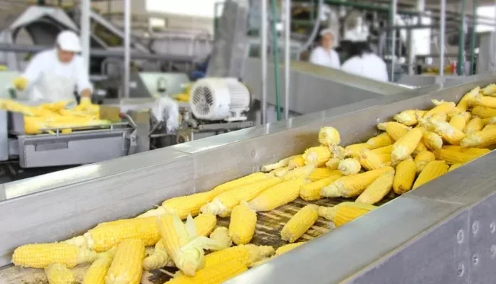 В Україні з'явиться потужний завод по переробці кукурудзи