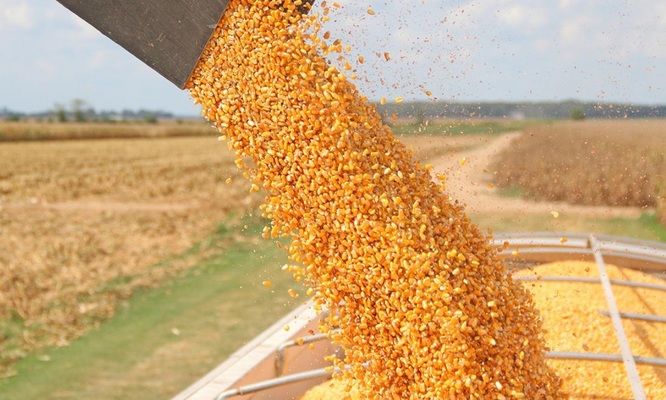 Індія нарощує експорт кукурудзи в країни Азії