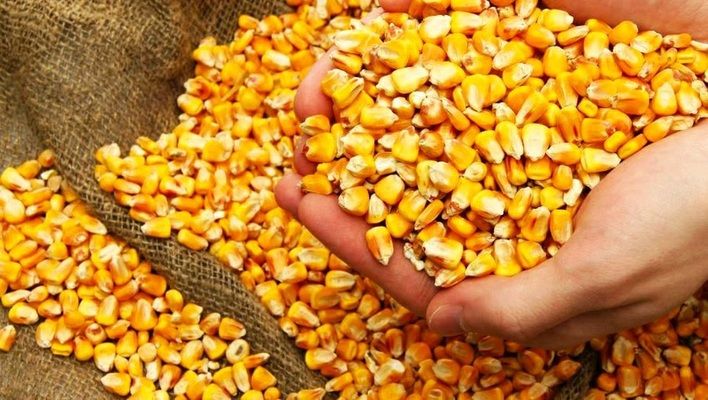 Бразилія почала імпортувати кукурудзу з Аргентини на тлі проблем з урожаєм