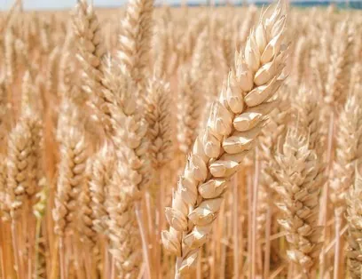 Strategie Grains підвищило прогноз врожаю та експорту європейської м'якої пшениці в сезоні 2021/22