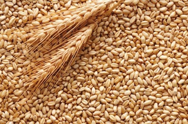 За першу декаду червня Україна експортувала понад 700 тис. тонн зерна