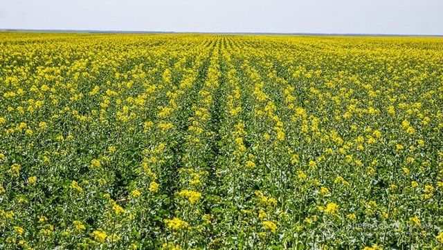 В Україні зростає частка використання насіння озимого ріпаку іноземної селекції - вчений