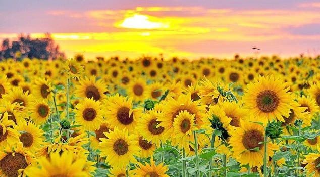 Мінсільгосп США прогнозує врожай соняшника в Україні на рівні 14,1 млн тонн