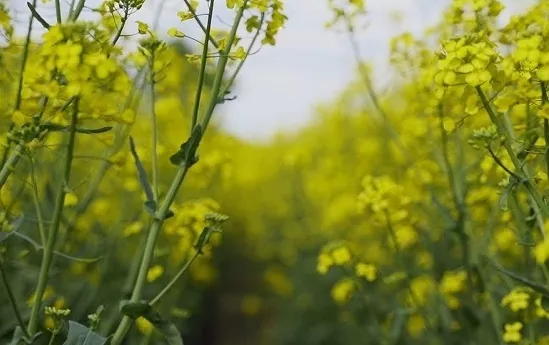 У 2020 році в Україні зберіглася тенденція до збільшення частки насіння озимого ріпаку іноземної селекції – експерт