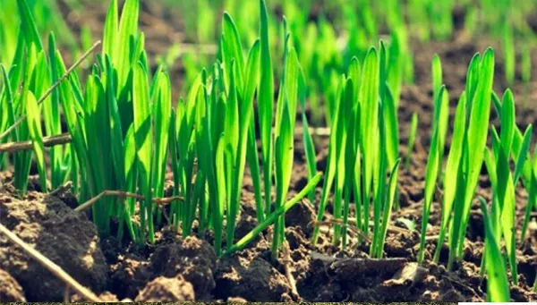 У США знижуються темпи збору озимої пшениці