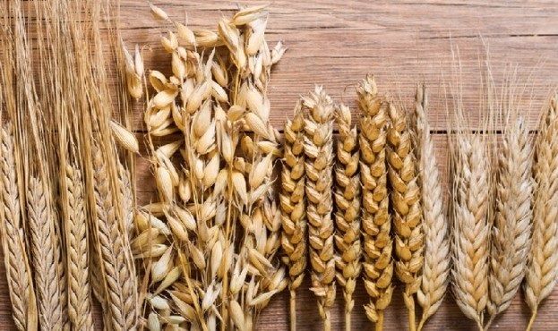 Урожай зернових в Україні на 10-15% перевищить торішній - експерт