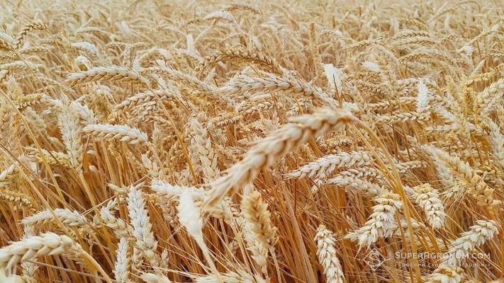 Українські морпорти в травні перевалили понад 1 млн тонн пшениці
