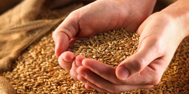 Литва вибилася в ряди провідних експортерів пшениці в ЄС