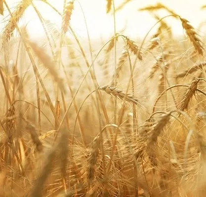 Аналітика цін за минулий тиждень (14 червня -  18 червня)