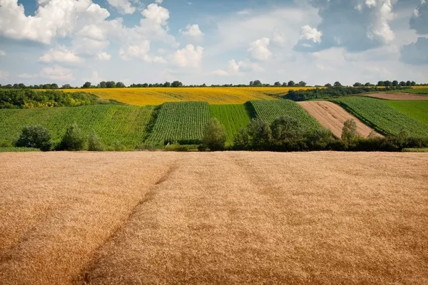 У січні-травні сільгоспвиробництво в Україні скоротилося на 4,5%