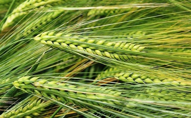 Сприятлива погода стимулює ріст виробництва зерна в Болгарії