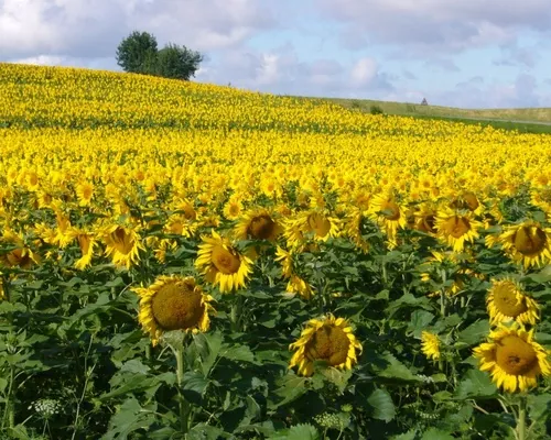 Україна нарощує площі під соняшником