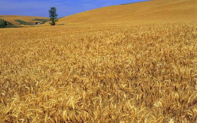 ДПЗКУ обговорили з ССЕС поставки зерна в Китай