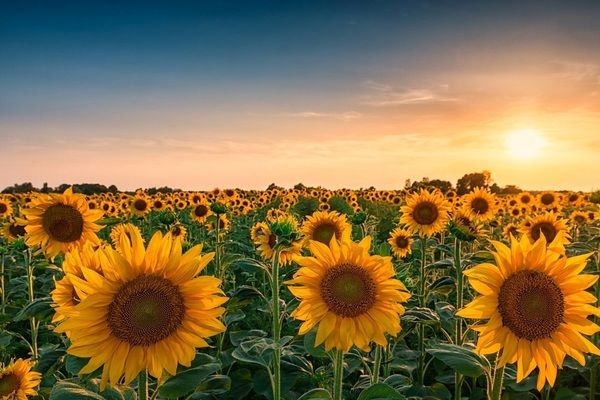 У Черкаській області очікують високий урожай соняшнику