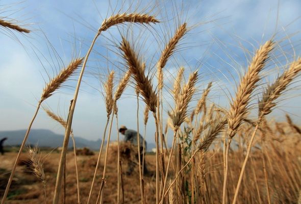 У Запорізькій області фермери можуть втрати до 10% врожаю зернових