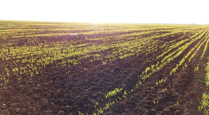 У США погіршився стан посівів зернових культур
