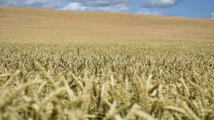 Україна здобула нові лідируючі позиції у рейтингах світових експортерів агропродовольчої продукції - думка експерта