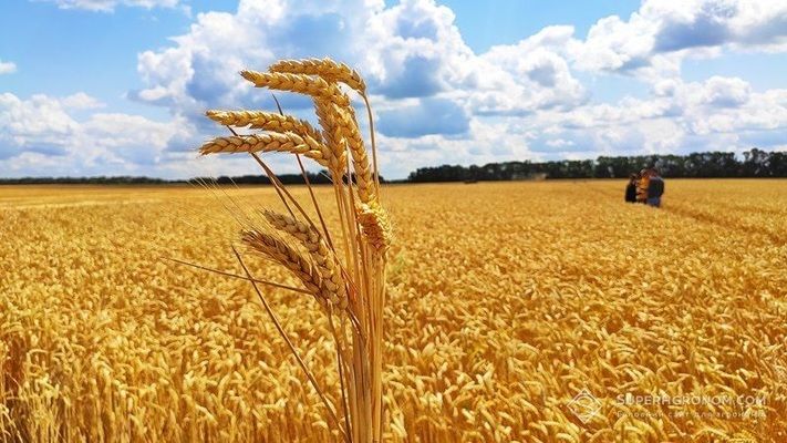 Єврокомісія знизила прогнози врожаю м'якої пшениці, ячменю і кукурудзи в країнах ЄС-27