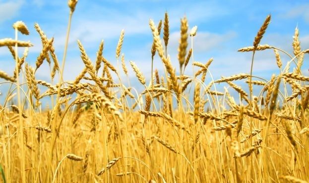 Молдова очікує подвоєння врожаю пшениці