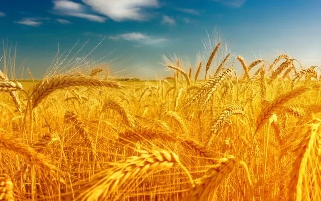 У Болгарії в наступному році може вирости виробництво пшениці