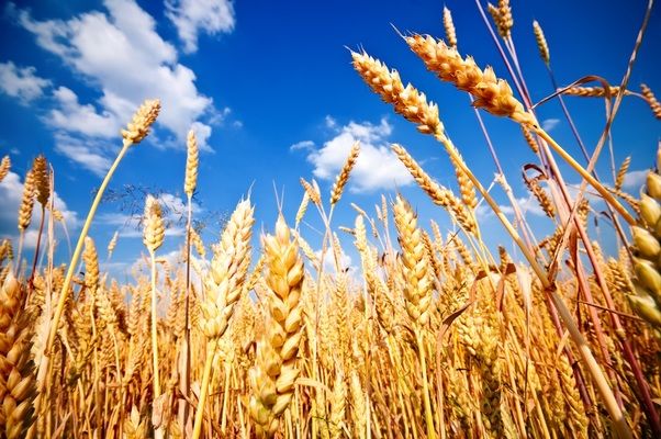 У Канаді збільшили площі сівби ячменю, каноли та сої, але зменшили пшениці, кукурудзи і гороху