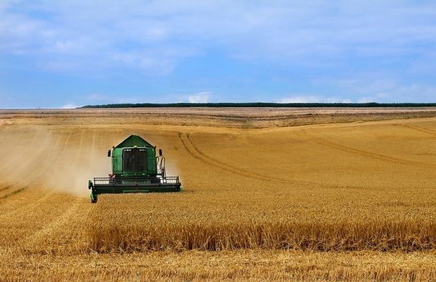 В Україні стартував збір зерна: скільки врожаю вже намолотили аграрії