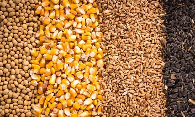 Україна за 5 днів нового сезону експортувала 128 тис. тонн зерна