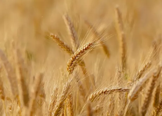 Порт «Ніка Тера» почав приймання пшениці нового врожаю