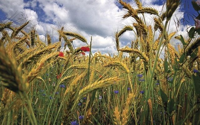 На Дніпропетровщині через проливні дощі гинуть поля зернових