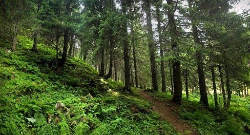 В Україні буде проведено інвентаризацію водних та лісових ресурсів, а також об’єктів комунальної та держвласності