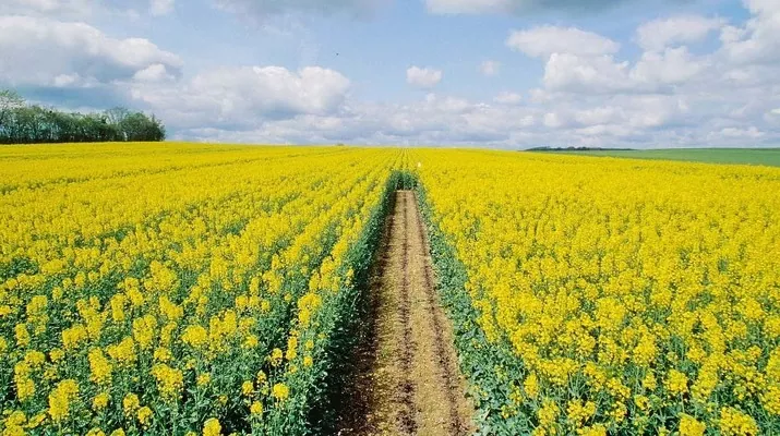 Фермери Німеччини очікують високі врожаї пшениці і рапсу