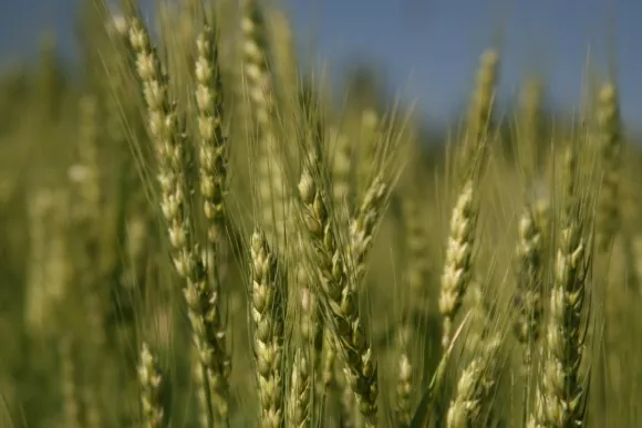 Синоптики прогнозують комфортні погодні умови для зернових