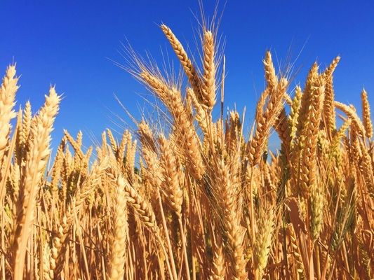 У Великобританії площі сівби пшениці зросли на 26%