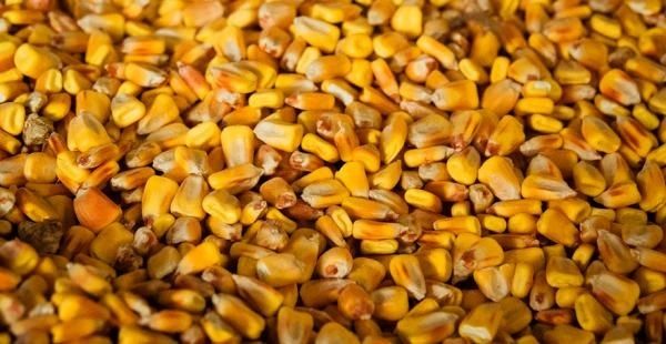 Бразилія офіційно знизила прогнози врожаю і кінцевих запасів кукурудзи