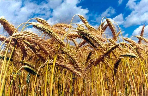 Україна на 9 липня зібрала 1,37 млн. тонн зерна